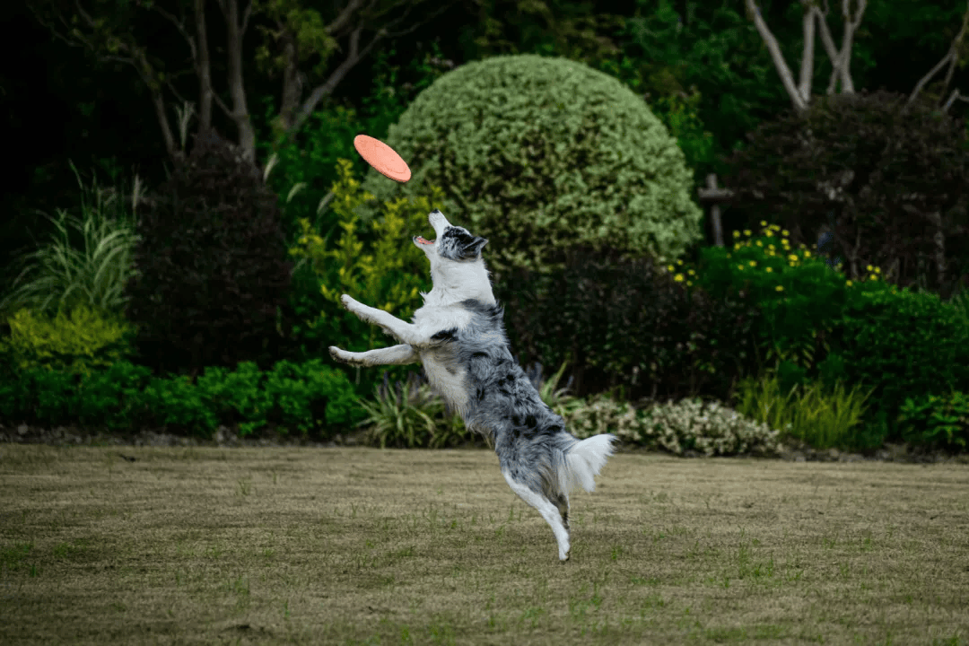 遛节来啦！带上毛孩子赴一场冬日狂欢AG真人平台玉龙湾景区忘野集萌宠遛(图6)