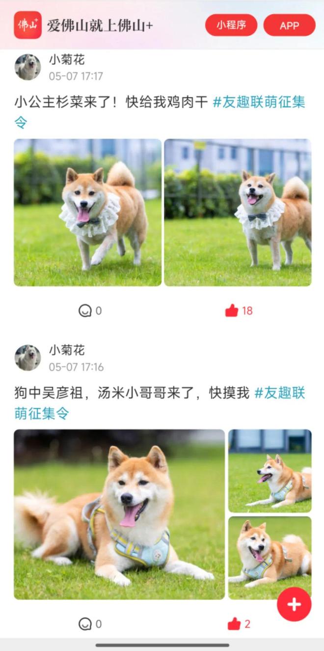 ！友趣会宠物交友墙火热招募中AG真人地址萌宠出道就现在(图3)
