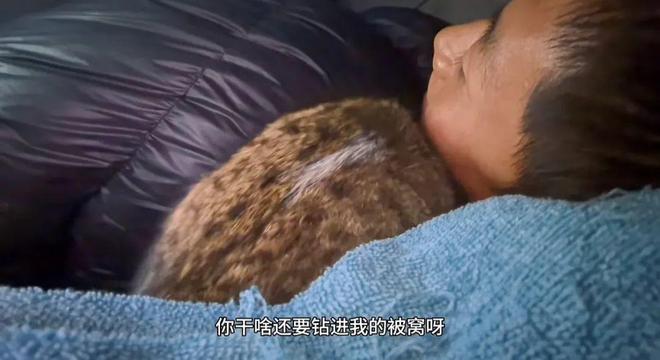 ：主人赵朔公开去世细节可能死于投毒！AG真人国际厅网红小猫“悟空”去世(图2)
