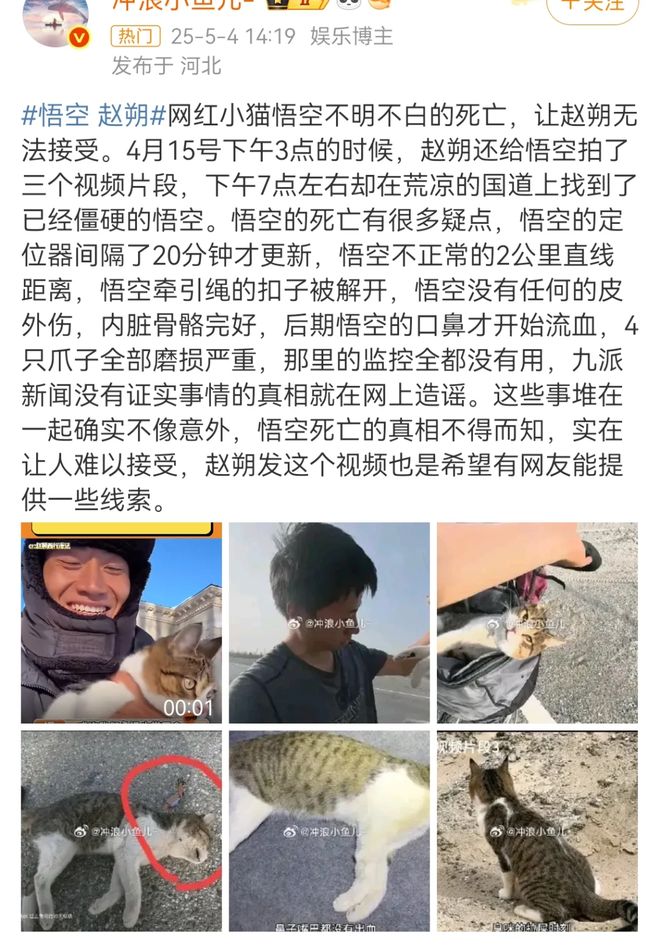 ：主人赵朔公开去世细节可能死于投毒！AG真人国际厅网红小猫“悟空”去世(图6)