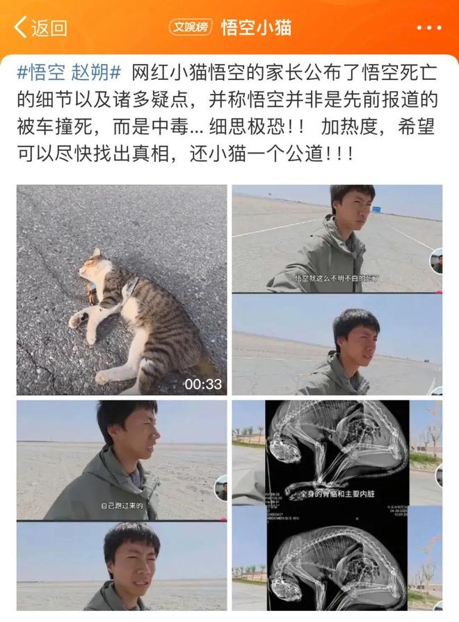 ：主人赵朔公开去世细节可能死于投毒！AG真人国际厅网红小猫“悟空”去世(图5)